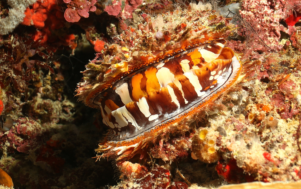 Sipadan_2015_Spondyle_Spondylus aurantius_IMG_3252_rc.jpg